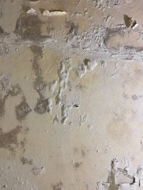 Best Toxic Mold Removal  in Cascade Chipita Park, CO