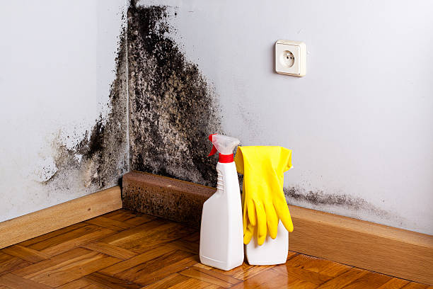 Best Black Mold Removal  in Cascade Chipita Park, CO